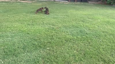 Facility video