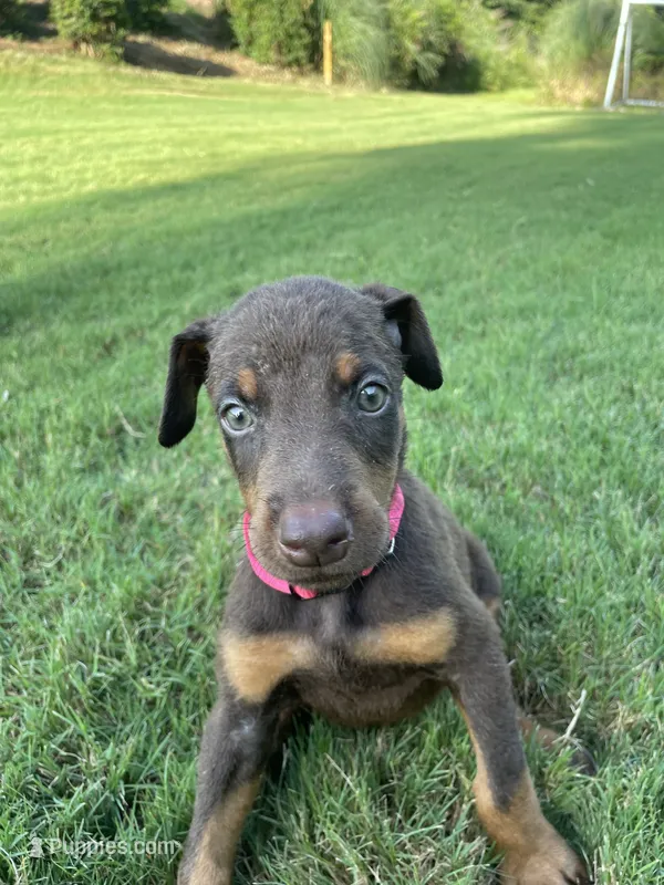 Phoenix – Doberman Pinscher puppy for sale in Newnan, GA