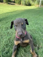 Phoenix, a female Doberman Pinscher for sale in Newnan, GA – 1 of 1