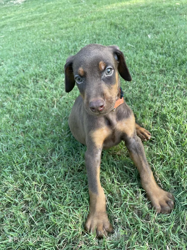 Wolverine – Doberman Pinscher puppy for sale in Newnan, GA