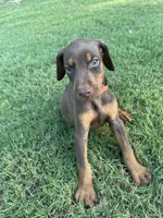 Wolverine, a male Doberman Pinscher for sale in Newnan, GA – 1 of 2