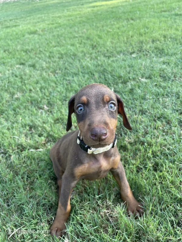 Rogue – Doberman Pinscher puppy for sale in Newnan, GA