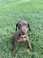 Rogue, a female Doberman Pinscher for sale in Newnan, GA – 1 of 2