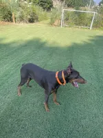 Kitty, a female Doberman Pinscher for sale in Newnan, GA – 3 of 3