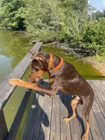 Kitty, a female Doberman Pinscher for sale in Newnan, GA – 2 of 3
