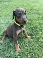 Kitty, a female Doberman Pinscher for sale in Newnan, GA – 1 of 3