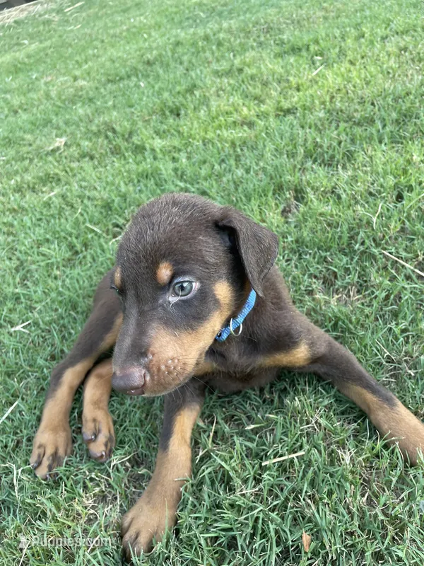 Beast – Doberman Pinscher puppy for sale in Newnan, GA