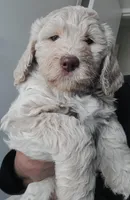 Sandy, a female Goldendoodle for sale in Lanham, MD – Photo 10 of 10