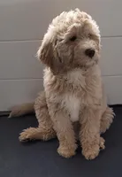 Sandy, a female Goldendoodle for sale in Lanham, MD – Photo 1 of 10