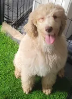 Sandy, a female Goldendoodle for sale in Lanham, MD – Photo 5 of 10