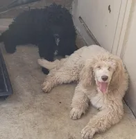 Sandy, a female Goldendoodle for sale in Lanham, MD – Photo 7 of 10