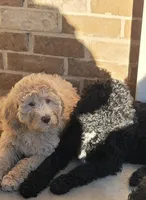 Sandy, a female Goldendoodle for sale in Lanham, MD – Photo 3 of 10