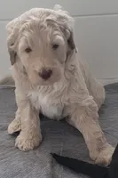 Sandy, a female Goldendoodle for sale in Lanham, MD – Photo 8 of 10