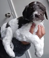 Bosco, a male Goldendoodle for sale in Lanham, MD – Photo 7 of 9