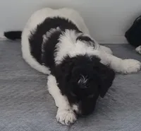 Bosco, a male Goldendoodle for sale in Lanham, MD – Photo 6 of 9