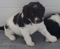 Bosco, a male Goldendoodle for sale in Lanham, MD – Photo 5 of 9