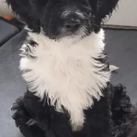 Lil Lani, a female Goldendoodle for sale in Lanham, MD – Photo 5 of 10