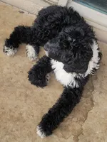 Lil Lani, a female Goldendoodle for sale in Lanham, MD – Photo 3 of 10