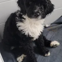 Lil Lani, a female Goldendoodle for sale in Lanham, MD – Photo 6 of 10