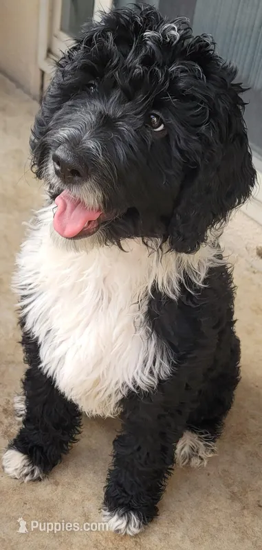 Lil Lani – Goldendoodle puppy for sale in Lanham, MD