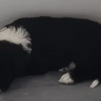 Lil Lani, a female Goldendoodle for sale in Lanham, MD – Photo 10 of 10