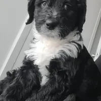 Lil Lani, a female Goldendoodle for sale in Lanham, MD – Photo 7 of 10