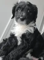 Lil Lani, a female Goldendoodle for sale in Lanham, MD – Photo 1 of 7