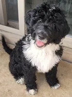 Lil Lani, a female Goldendoodle for sale in Lanham, MD – Photo 9 of 10