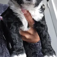 Lil Lani, a female Goldendoodle for sale in Lanham, MD – Photo 8 of 10