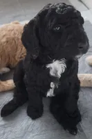 Sambra, a female Goldendoodle for sale in Lanham, MD – Photo 6 of 8