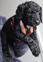 Sambra, a female Goldendoodle for sale in Lanham, MD – Photo 7 of 8