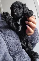 Sambra, a female Goldendoodle for sale in Lanham, MD – Photo 4 of 8