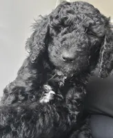 Sambra, a female Goldendoodle for sale in Lanham, MD – Photo 3 of 8