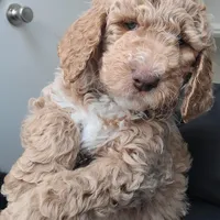 Lil Deuces, a male Goldendoodle for sale in Lanham, MD – Photo 3 of 9