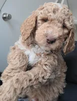Lil Deuces, a male Goldendoodle for sale in Lanham, MD – Photo 3 of 9