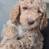 Lil Deuces, a male Goldendoodle for sale in Lanham, MD – Photo 5 of 9