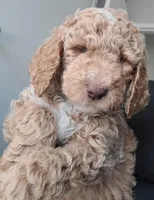 Lil Deuces, a male Goldendoodle for sale in Lanham, MD – Photo 5 of 9