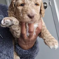 Lil Deuces, a male Goldendoodle for sale in Lanham, MD – Photo 2 of 9