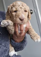 Lil Deuces, a male Goldendoodle for sale in Lanham, MD – Photo 2 of 9