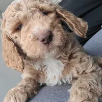 Lil Deuces, a male Goldendoodle for sale in Lanham, MD – Photo 4 of 9