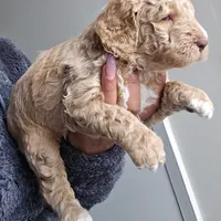 Lil Deuces, a male Goldendoodle for sale in Lanham, MD – Photo 8 of 9