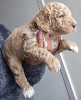 Lil Deuces, a male Goldendoodle for sale in Lanham, MD – Photo 8 of 9