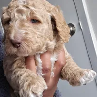 Lil Deuces, a male Goldendoodle for sale in Lanham, MD – Photo 6 of 9