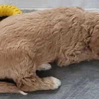 Lil Deuces, a male Goldendoodle for sale in Lanham, MD – Photo 9 of 9