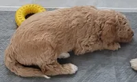 Lil Deuces, a male Goldendoodle for sale in Lanham, MD – Photo 9 of 9