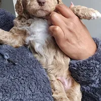 Lil Deuces, a male Goldendoodle for sale in Lanham, MD – Photo 7 of 9