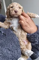 Lil Deuces, a male Goldendoodle for sale in Lanham, MD – Photo 7 of 9