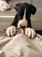 Rose, a female Great Dane for sale in Los Angeles, CA – 3 of 5