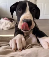 Rose, a female Great Dane for sale in Los Angeles, CA – 1 of 5