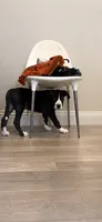 Rose, a female Great Dane for sale in Los Angeles, CA – 2 of 5